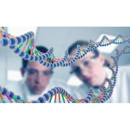 DNA 合成的原理