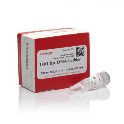 100 bp DNA Ladder