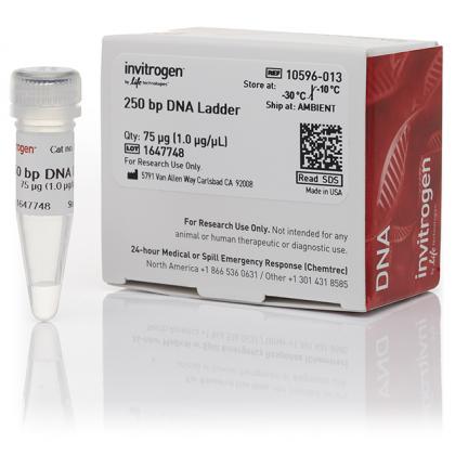 250 bp DNA Ladder