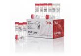 TA Cloning® Kit, with pCR™2.1 Vecto...