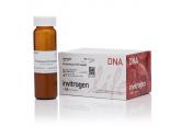 Proteinase K Powder (≥40 U/mgP)