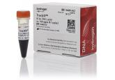 TrackIt™ 50 bp DNA Ladder
