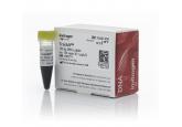 TrackIt™ 100 bp DNA Ladder