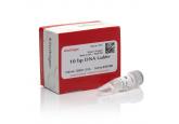 10 bp DNA Ladder