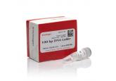 100 bp DNA Ladder