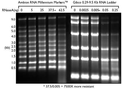blob30991710.png blob.png