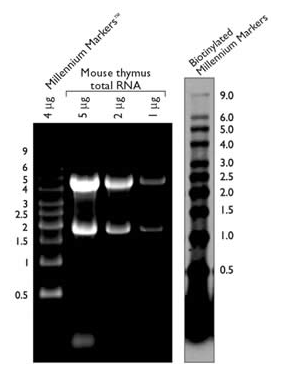 blob3129874.png blob.png