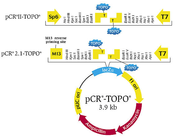 blob53934435.png blob.png