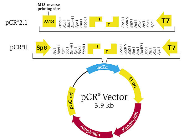 blob8273682.png blob.png